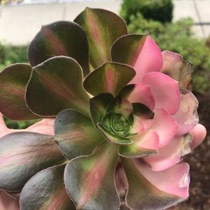 Meet your Posher, Ling